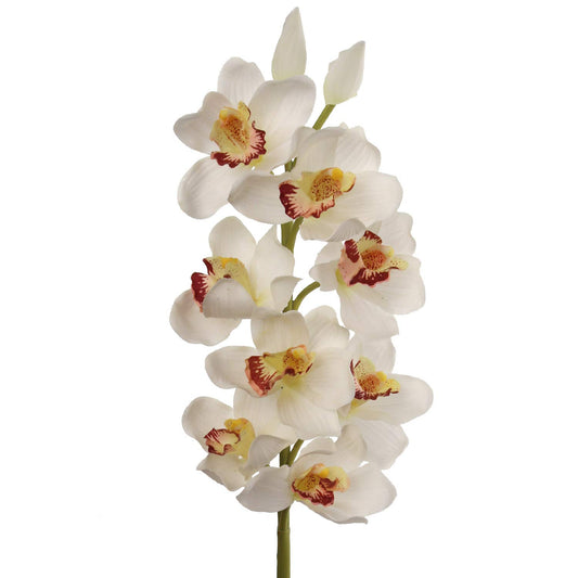 Elegant 30" Cymbidium Stem 10F/2BD: Perfect for Sophisticated Wedding Arrangements, Exquisite Home & Premium Event Décor