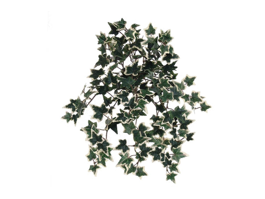 Premium 13" Mini Variegated Ivy Bush /176L - Ideal for Sophisticated Home Ambience, DIY Wedding Touches, Timeless Decor & Memorable Centerpiece Enhancements
