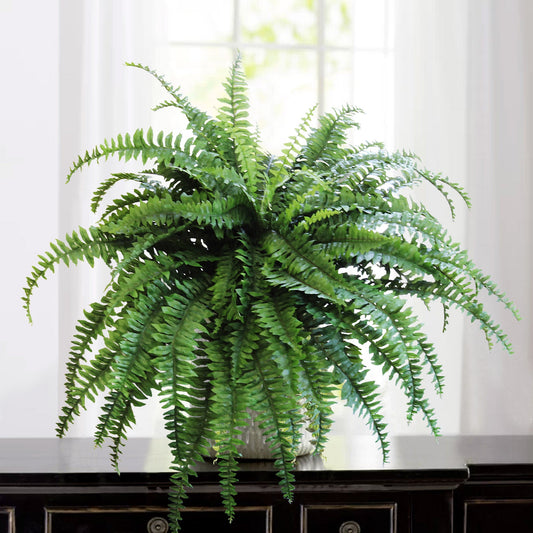 Morgan's Front Door Boston Ferns | Four 48" Ferns | Two 34" Ferns | Simply place in a Planter