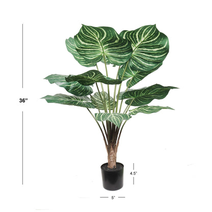 Premium 3' Dieffenbachia Indoor Plant with Decorative Pot - Elegant Tropical Foliage for Home Decor - Air-Purifying, Low-Maintenance, Perfect for Office or Living Room