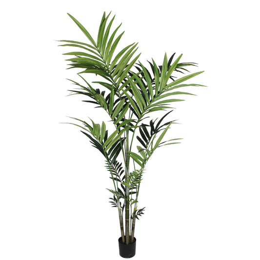 Premium 7' Kentia Palm Plant with 248 Leaves - Luxurious Indoor Tropical Foliage in Decorative Pot for Home and Office Decor
