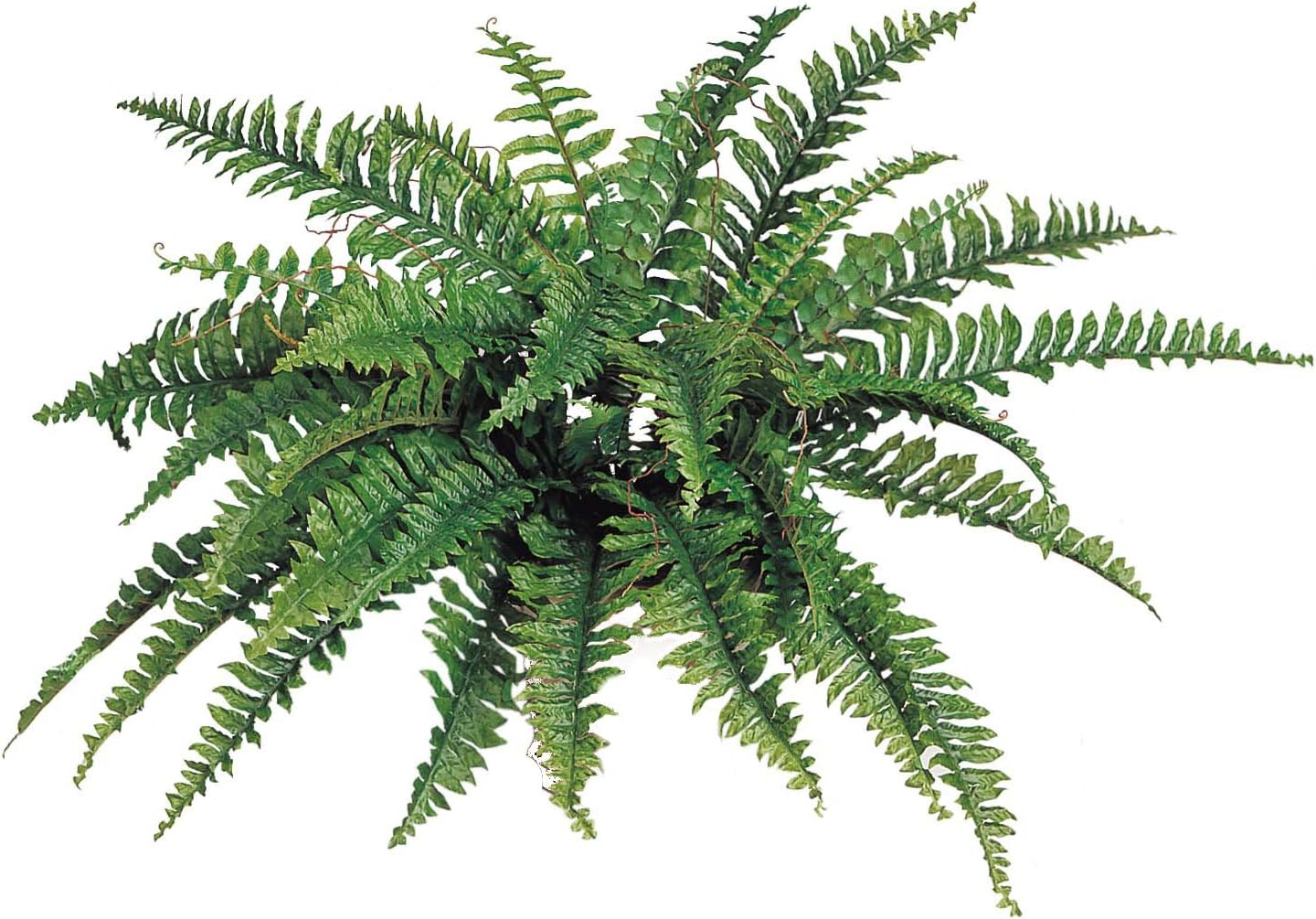 Boston Fern Artificial Plants - UV Resistant, Indoor or Outdoor Plant, Hanging Basket or Planter, 34" Inch Diameter 42 Fronds