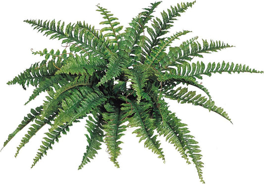Boston Fern Artificial Plants - UV Resistant, Indoor or Outdoor Plant, Hanging Basket or Planter, 34" Inch Diameter 42 Fronds