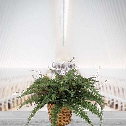 Artificial Boston Fern Plant (50 Fronds)-34"
