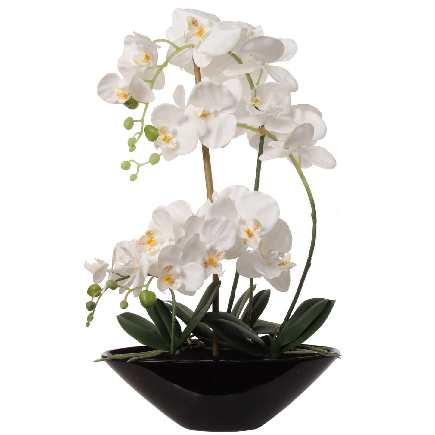 Phalaenopsis Orchid Arrangement in Black Ceramic Vase - 21"