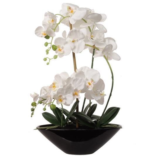 Phalaenopsis Orchid Arrangement in Black Ceramic Vase - 21"
