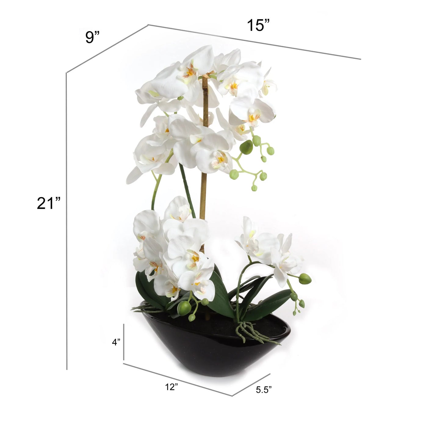 Phalaenopsis Orchid Arrangement in Black Ceramic Vase - 21"