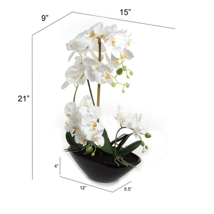 Phalaenopsis Orchid Arrangement in Black Ceramic Vase - 21"