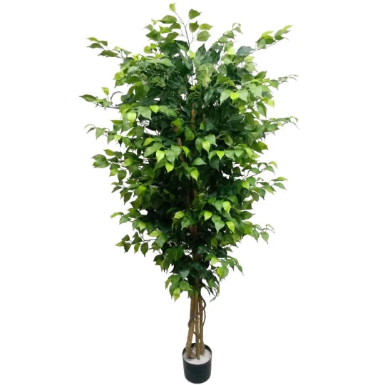 Ficus Forest: 2-Pack of 7' Faux Trees with 1512 Silk Leaves in Black Pot