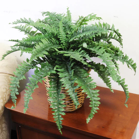 34" Boston Fern Plant Hanging Greenery