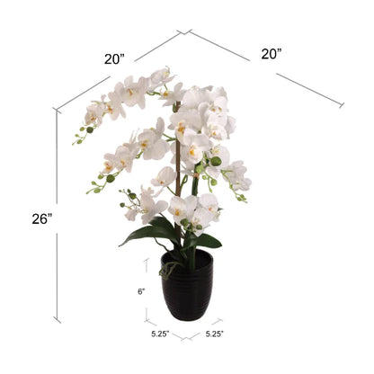 25 Inch Phalaenopsis Orchid Floral Arrangements Black Vase