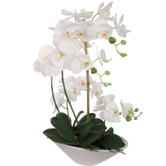 25 Inch Phalaenopsis Orchid Floral Arrangements White Vase