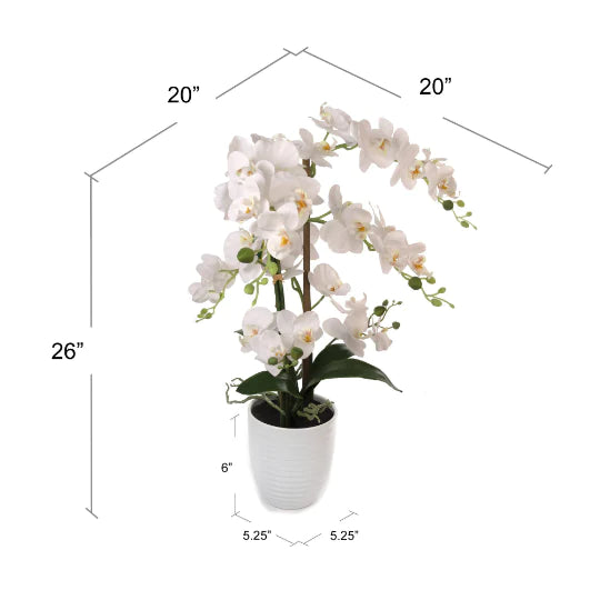 25 Inch Phalaenopsis Orchid Floral Arrangements White Vase