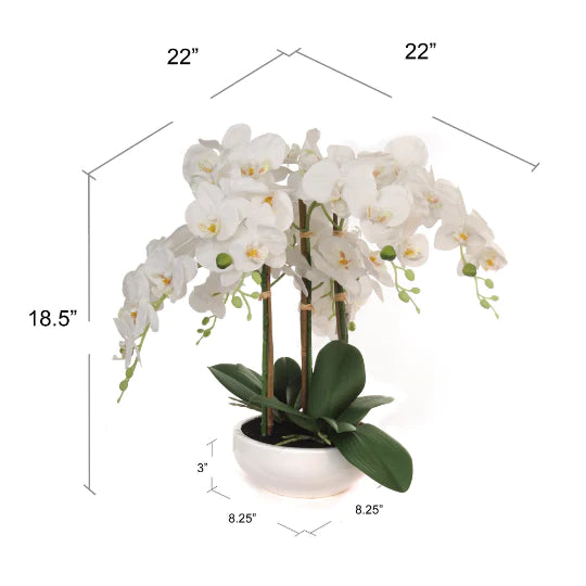 20 Inch Phalaenopsis Orchid Floral Arrangement