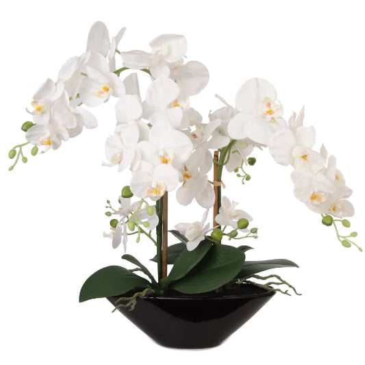 20 Inch Phalaenopsis Orchid Floral Arrangement Black Vase