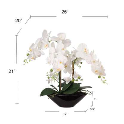 20 Inch Phalaenopsis Orchid Floral Arrangement Black Vase