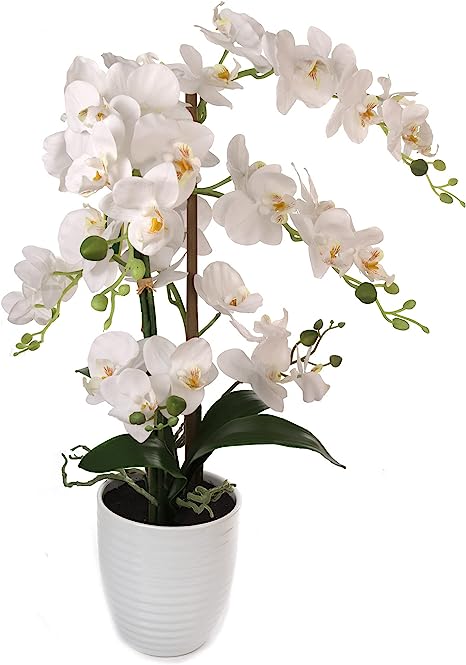 25 Inch Phalaenopsis Orchid Floral Arrangement in Decorative White Ceramic Vase. 17” Diameter