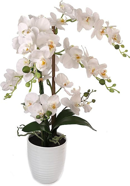 25 Inch Phalaenopsis Orchid Floral Arrangement in Decorative White Ceramic Vase. 17” Diameter