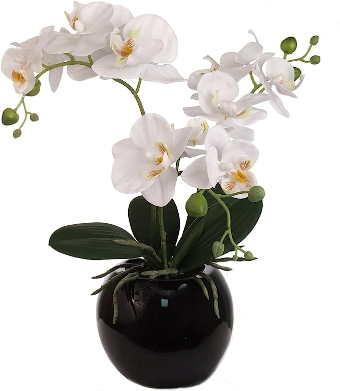 18 Inch Phalaenopsis Orchid Floral Arrangement in Decorative Black Ceramic Vase. 14 Inch Diameter.