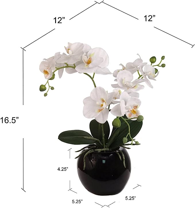 18 Inch Phalaenopsis Orchid Floral Arrangement in Decorative Black Ceramic Vase. 14 Inch Diameter.