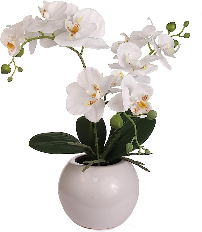 18 Inch Phalaenopsis Orchid Floral Arrangement in Decorative White Ceramic Vase. 14 Inch Diameter.