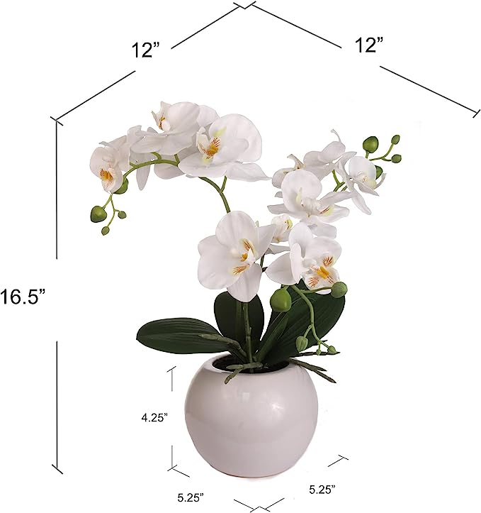 18 Inch Phalaenopsis Orchid Floral Arrangement in Decorative White Ceramic Vase. 14 Inch Diameter.