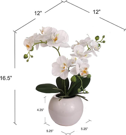 18 Inch Phalaenopsis Orchid Floral Arrangement in Decorative White Ceramic Vase. 14 Inch Diameter.