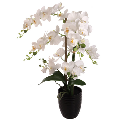 25 Inch Phalaenopsis Orchid Floral Arrangement in Decorative Black Ceramic Vase. 17” Diameter