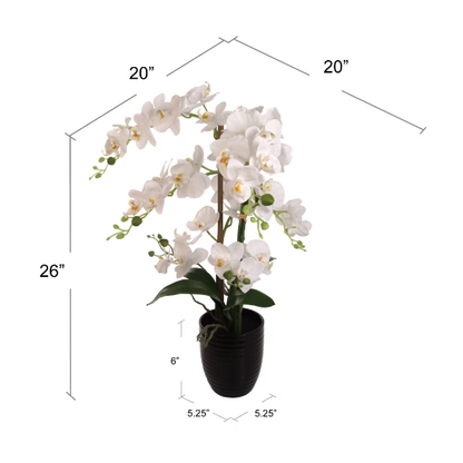 25 Inch Phalaenopsis Orchid Floral Arrangement in Decorative Black Ceramic Vase. 17” Diameter
